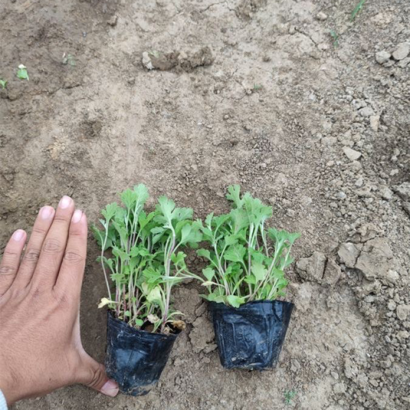 地被菊，精品苗，地被菊种植基地，大量供应