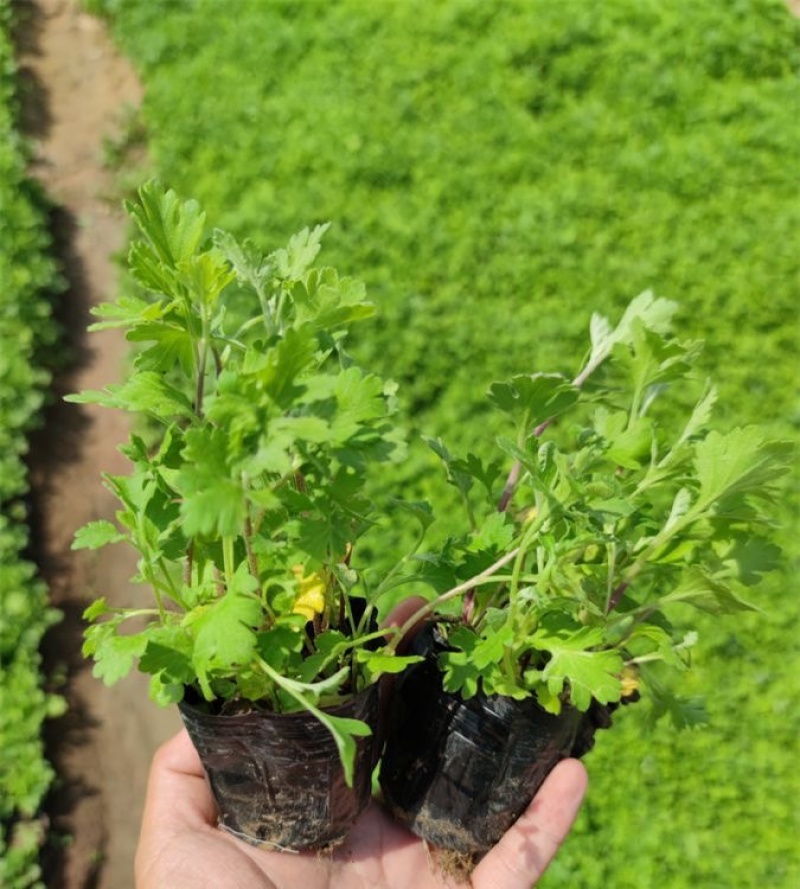 地被菊，精品苗，地被菊种植基地，大量供应