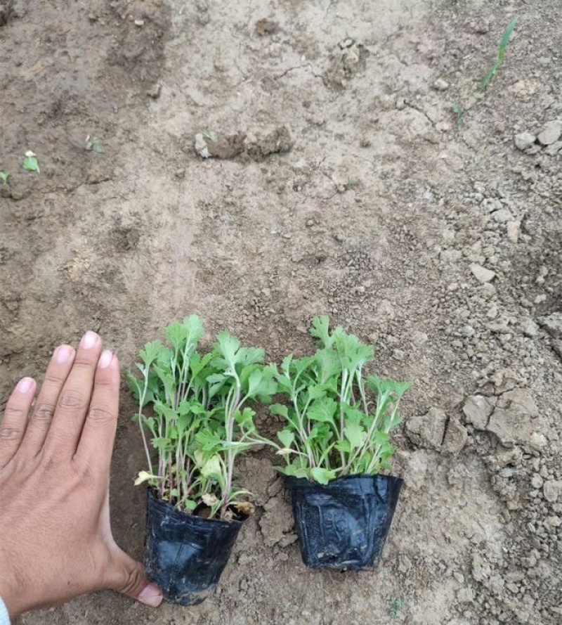 地被菊，精品苗，地被菊种植基地，大量供应