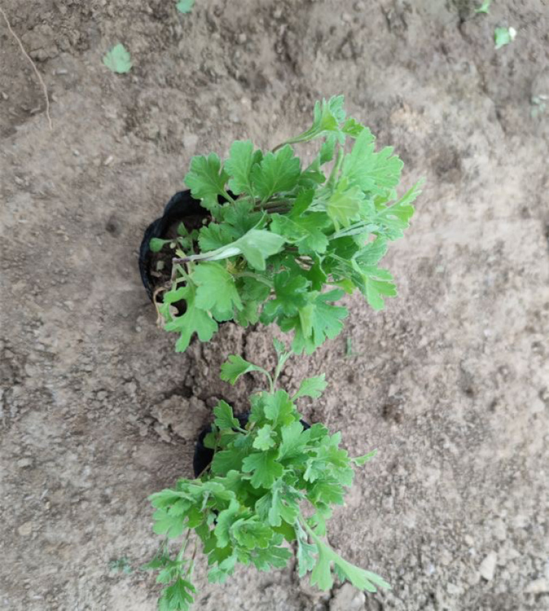 地被菊，精品苗，地被菊种植基地，大量供应