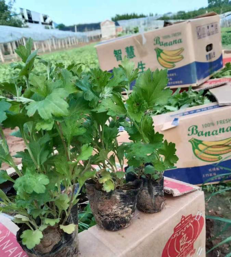 地被菊，精品苗，地被菊种植基地，大量供应