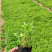 地被菊，精品苗，地被菊种植基地，大量供应