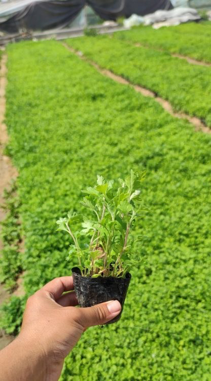 地被菊，精品苗，地被菊种植基地，大量供应