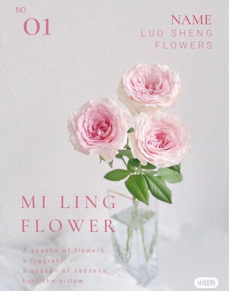 包邮洛神玫瑰20支云南鲜花玫瑰鲜切花批发一件代发
