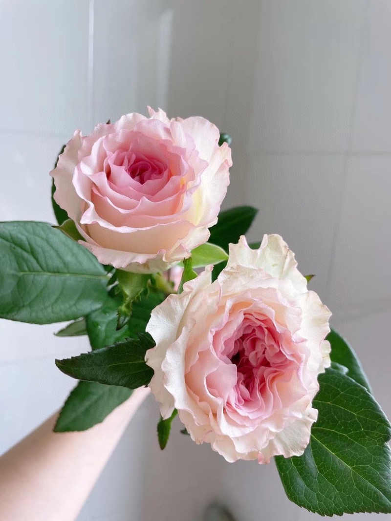 包邮洛神玫瑰20支云南鲜花玫瑰鲜切花批发一件代发