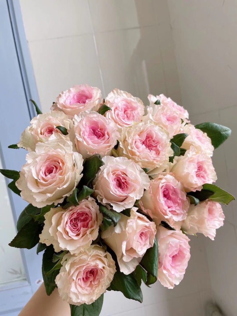 包邮洛神玫瑰20支云南鲜花玫瑰鲜切花批发一件代发