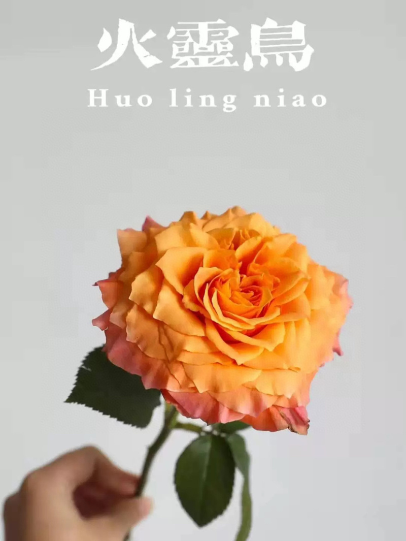 包邮火灵鸟玫瑰20支玫瑰花批发一件代发鲜花社区团购
