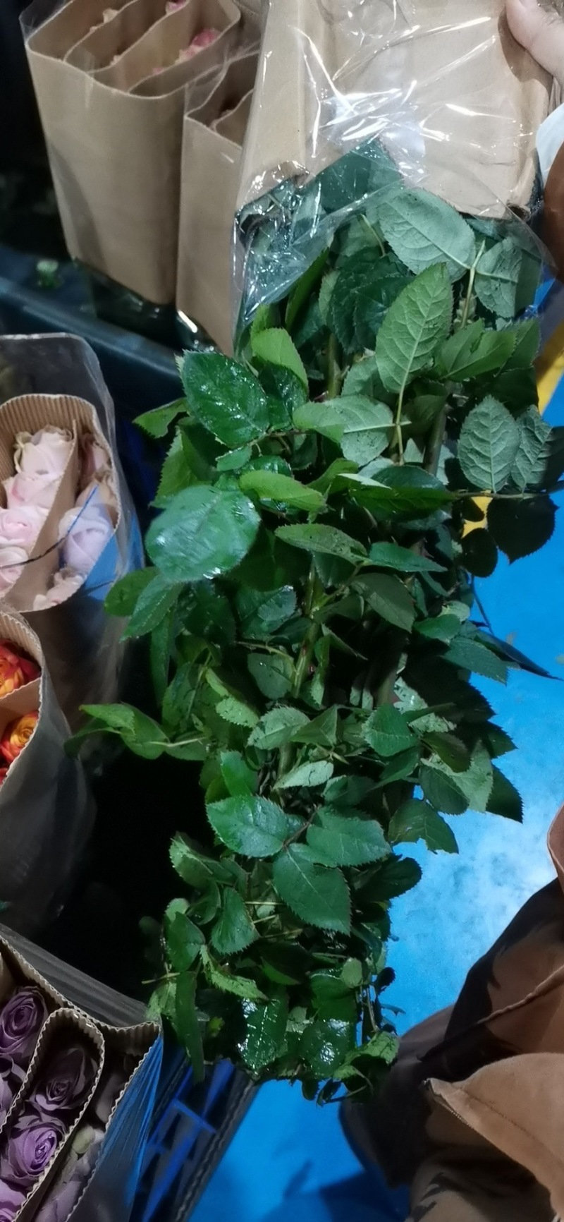包邮火灵鸟玫瑰20支玫瑰花批发一件代发鲜花社区团购