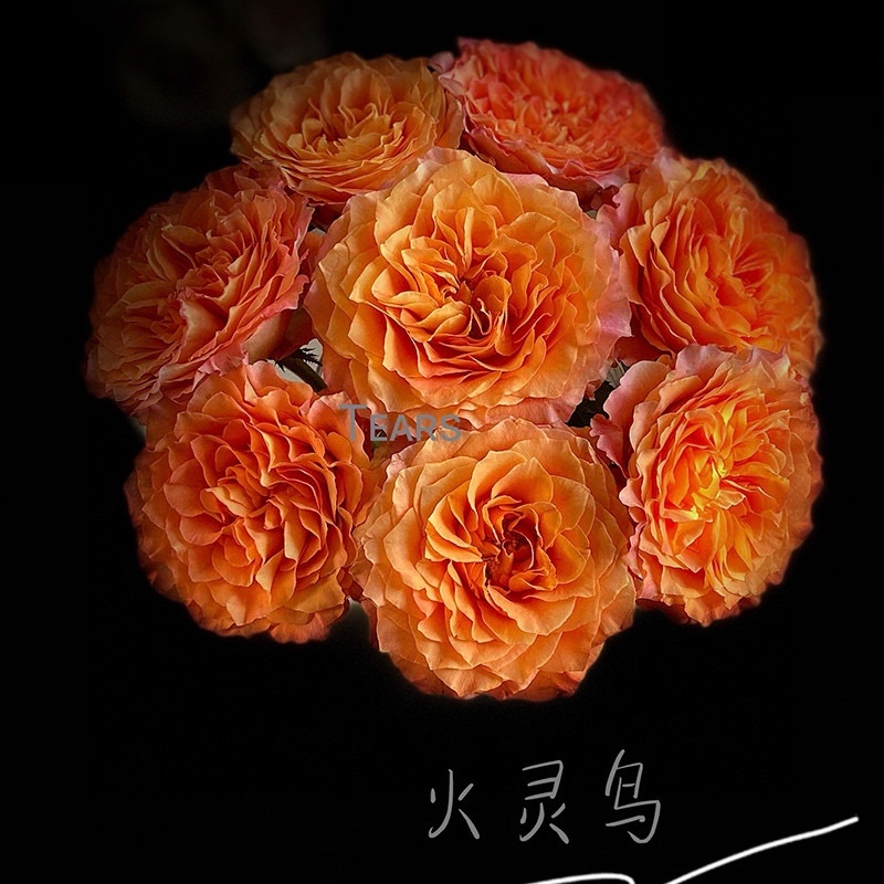 包邮火灵鸟玫瑰20支玫瑰花批发一件代发鲜花社区团购