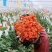 包邮火灵鸟玫瑰20支玫瑰花批发一件代发鲜花社区团购