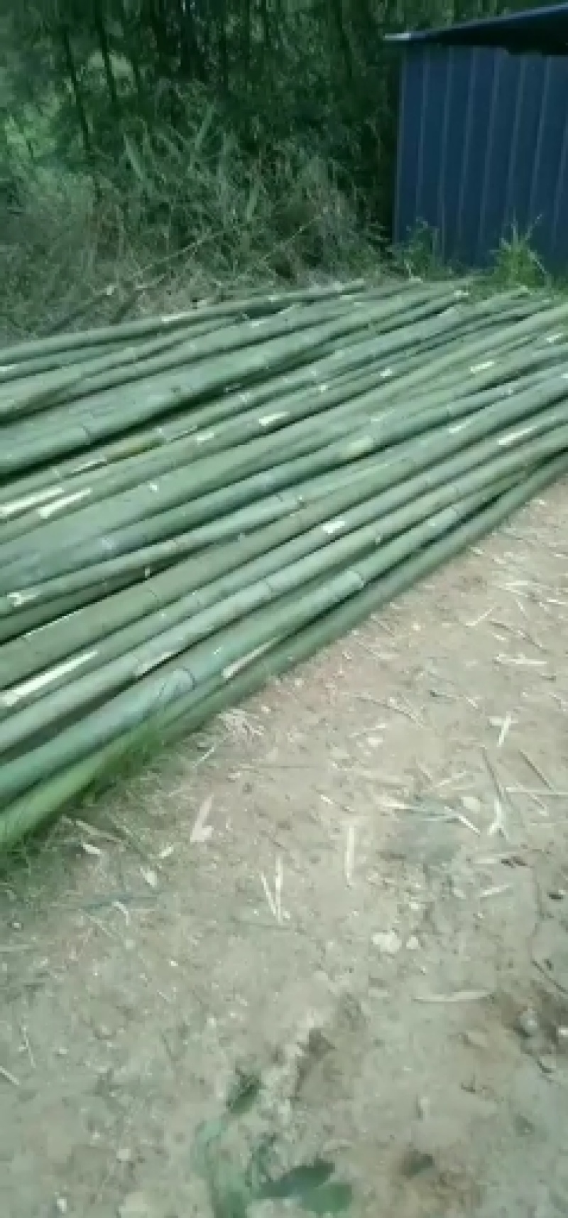 竹子
