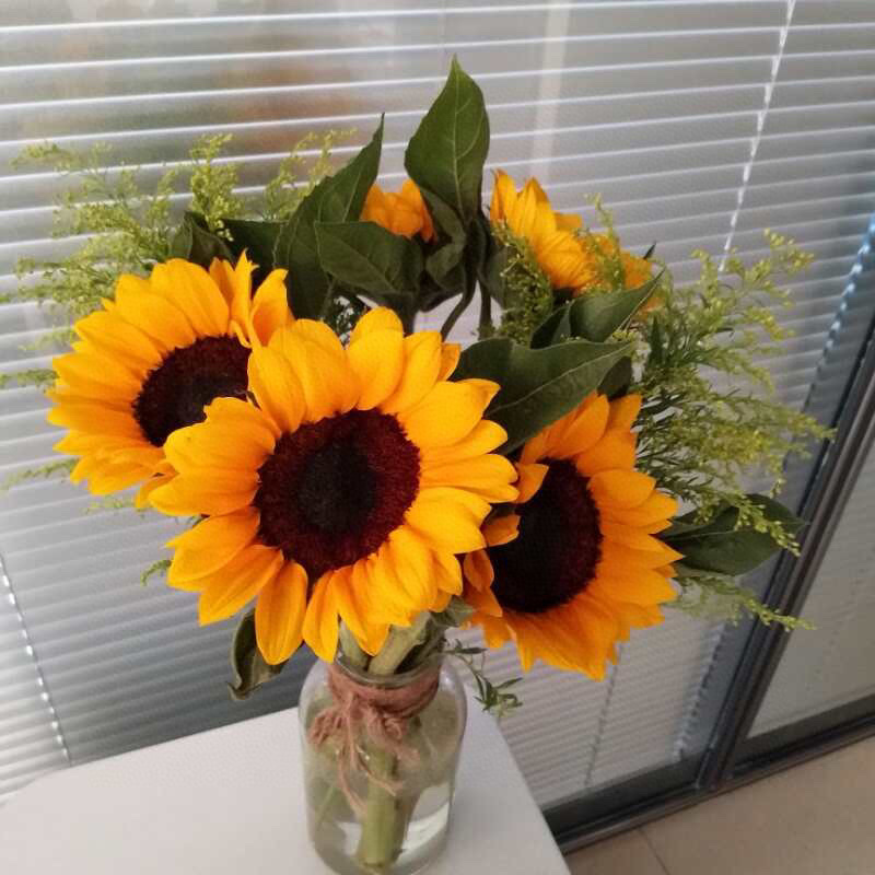 向日葵鲜切花摆地摊鲜花向日葵批发鲜花批发一件代发