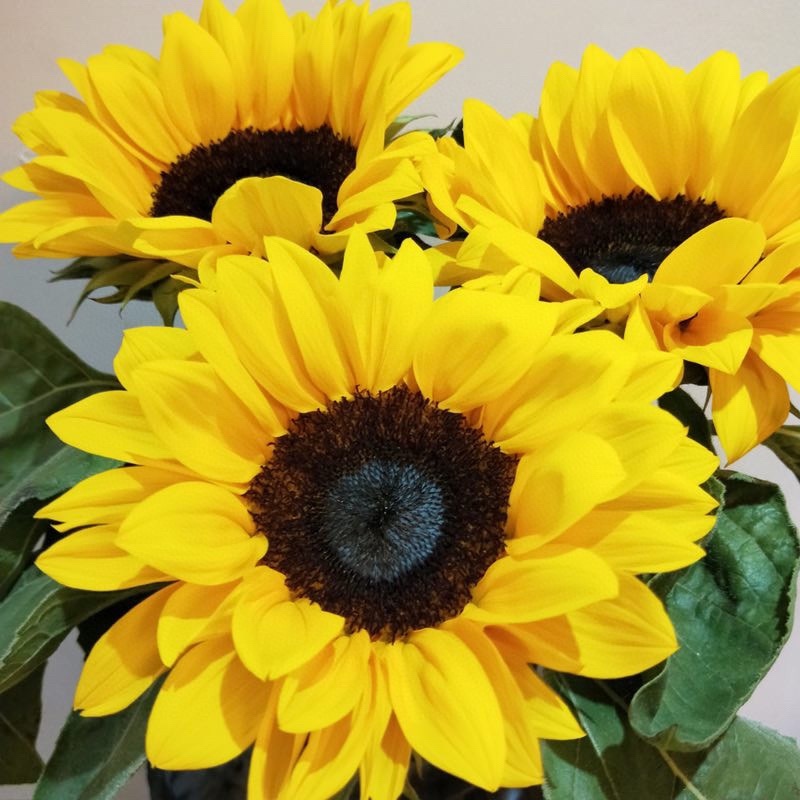 向日葵鲜切花摆地摊鲜花向日葵批发鲜花批发一件代发
