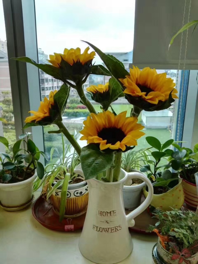 向日葵鲜切花摆地摊鲜花向日葵批发鲜花批发一件代发