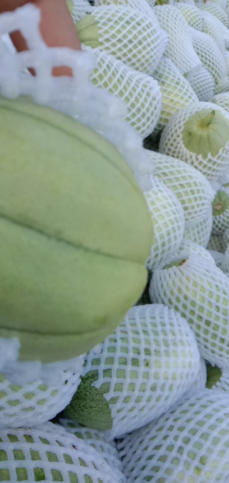 陕西渭南市临渭区籽麻密籽麻密甜瓜产地直发