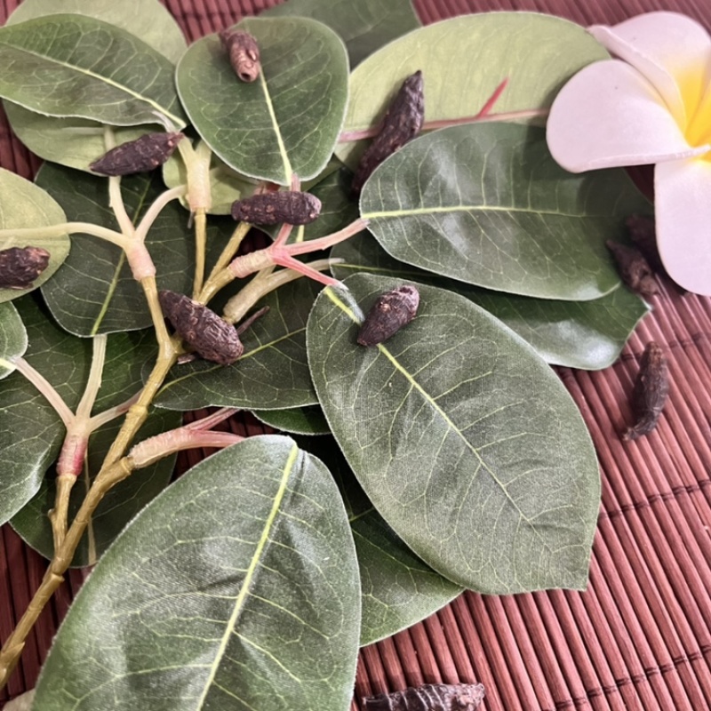 香附香附子香附片各种规格香附产地直销保质保量