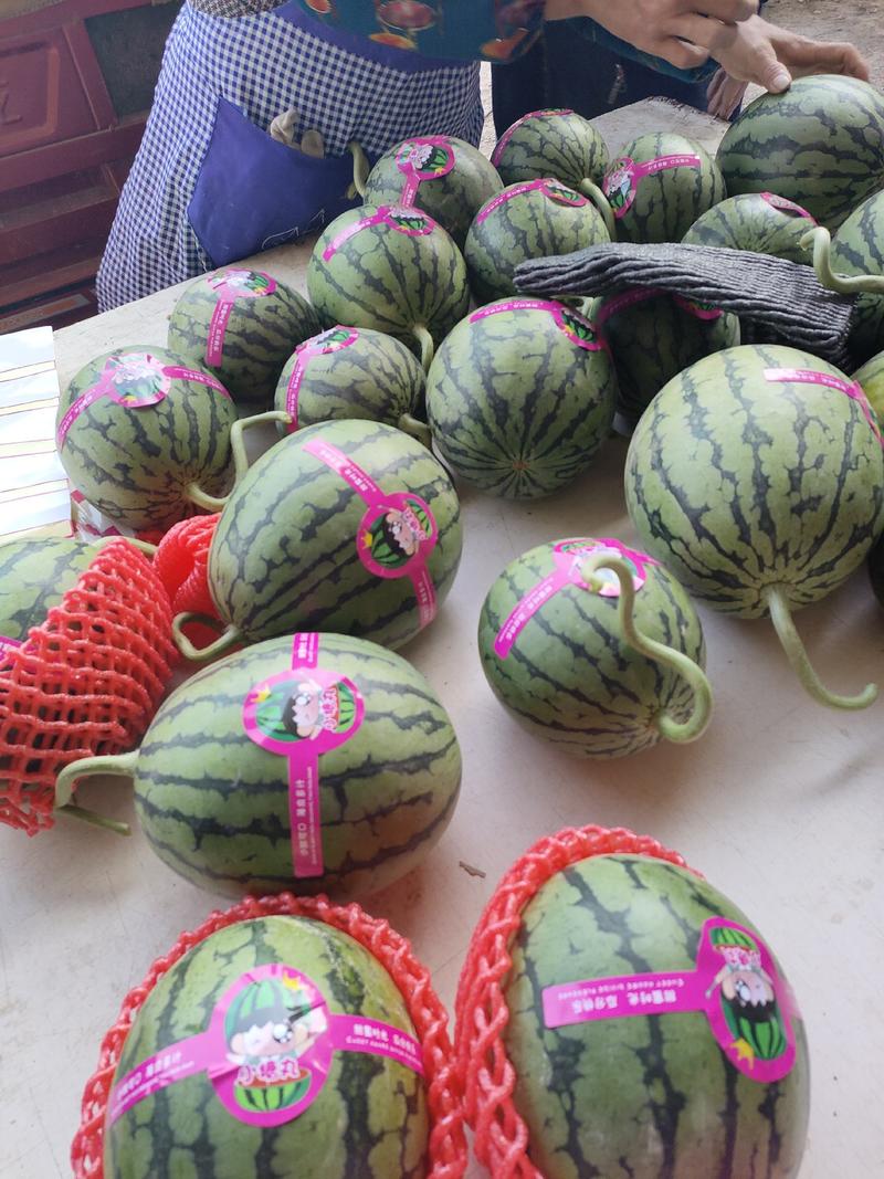 万亩早春红玉2K小西瓜大量上市，保质保量欢迎采购。
