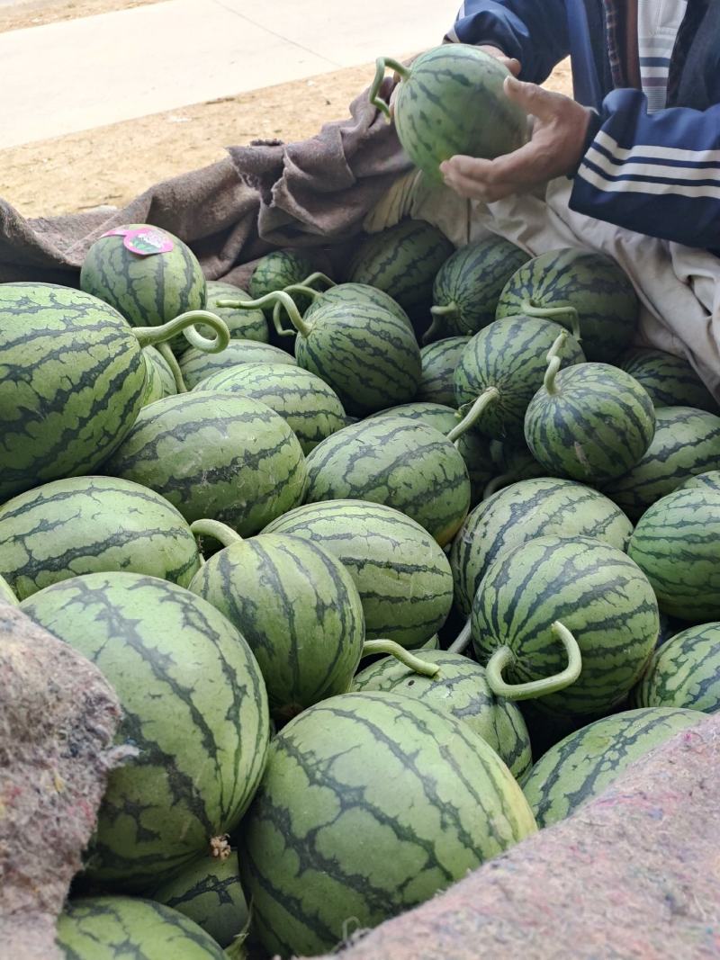 万亩早春红玉2K小西瓜大量上市，保质保量欢迎采购。