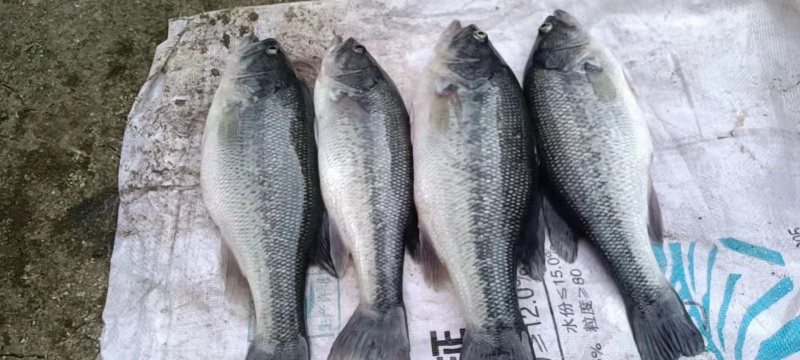 鲈鱼