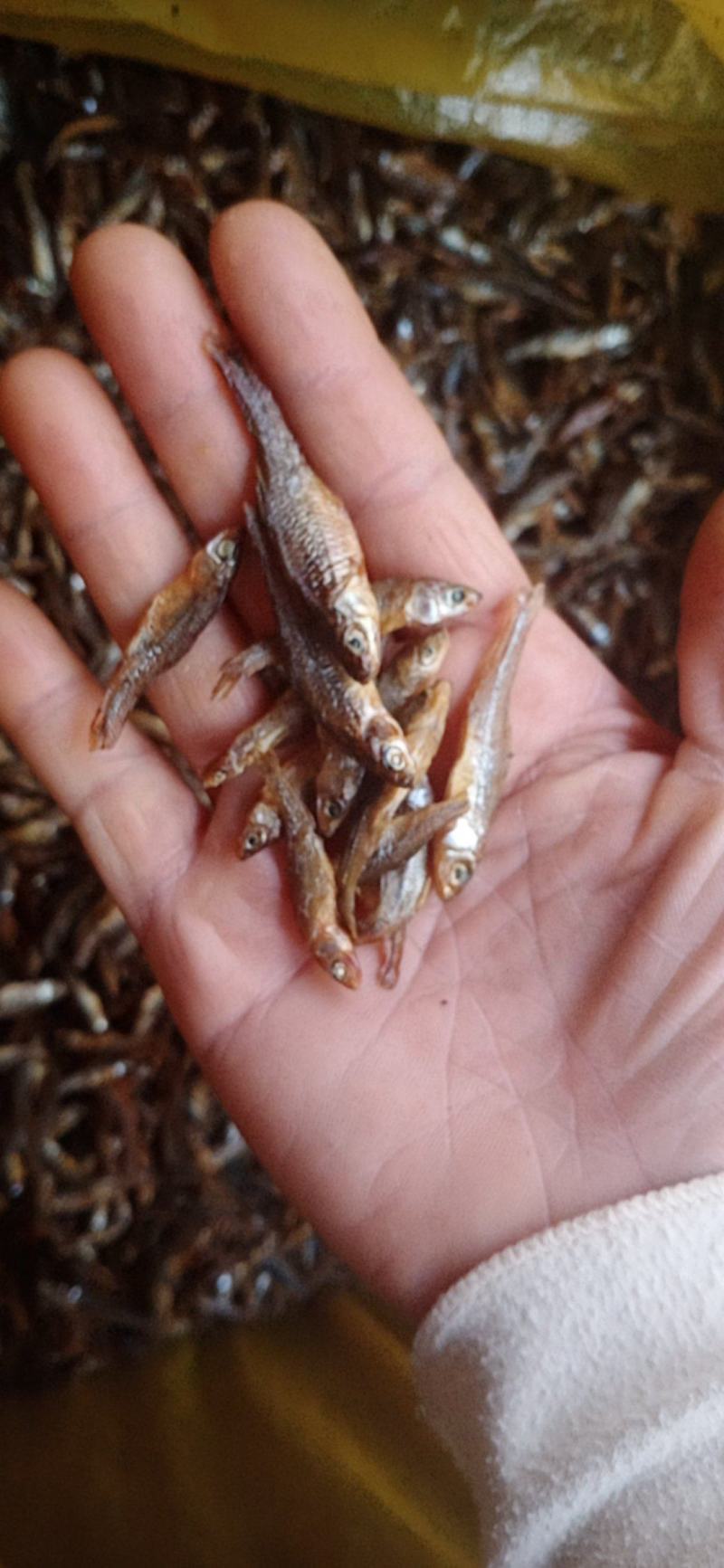 麦穗鱼嫩子鱼。麻鱼。清一色。大中小号都有。没有碎的好货
