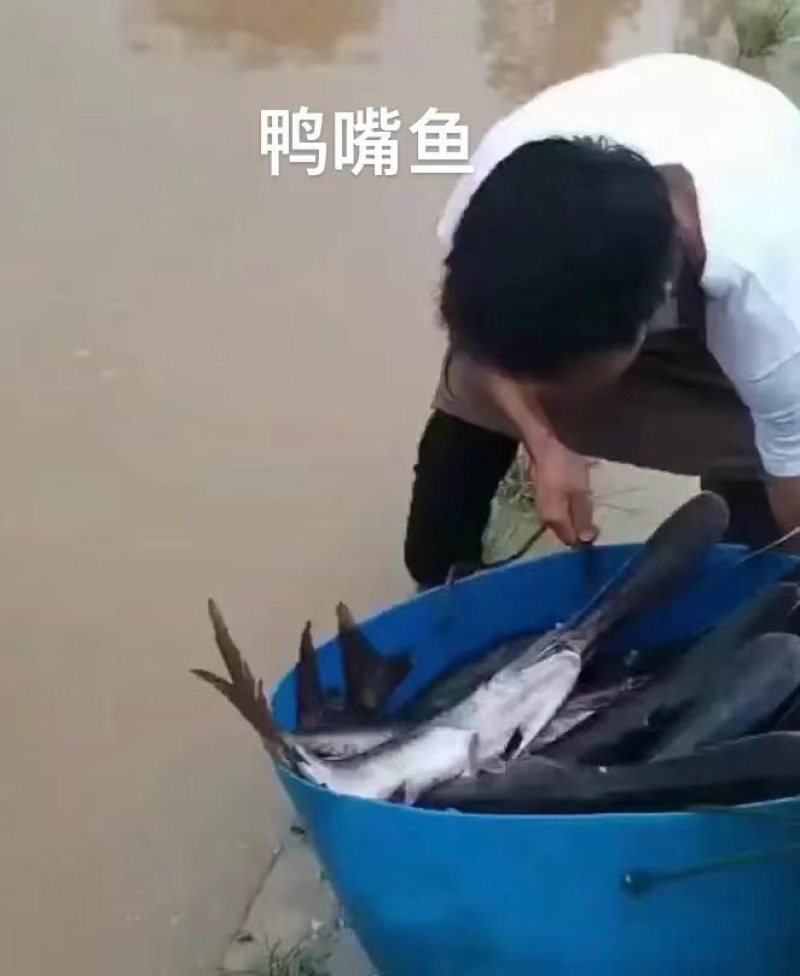 鸭嘴鲟