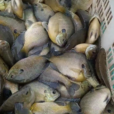 太阳鱼