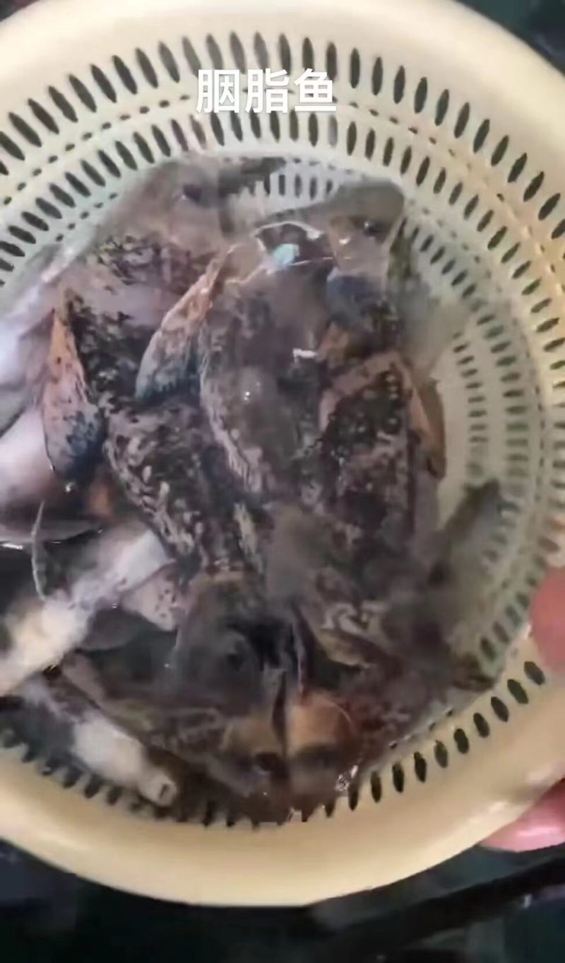 胭脂鱼