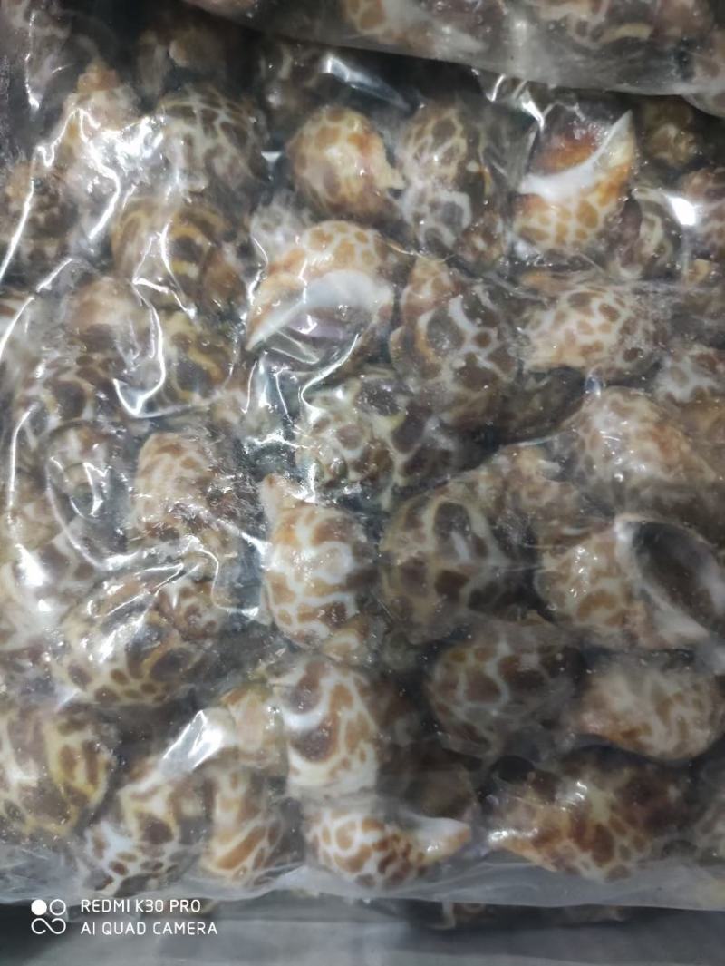 花螺，长尾香螺，无沙无嗅，适合烧烤档，餐厅，酒店，团购
