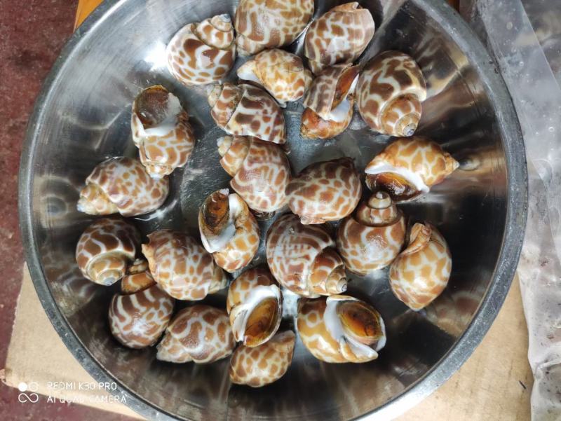 花螺，长尾香螺，无沙无嗅，适合烧烤档，餐厅，酒店，团购