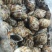 花螺，长尾香螺，无沙无嗅，适合烧烤档，餐厅，酒店，团购