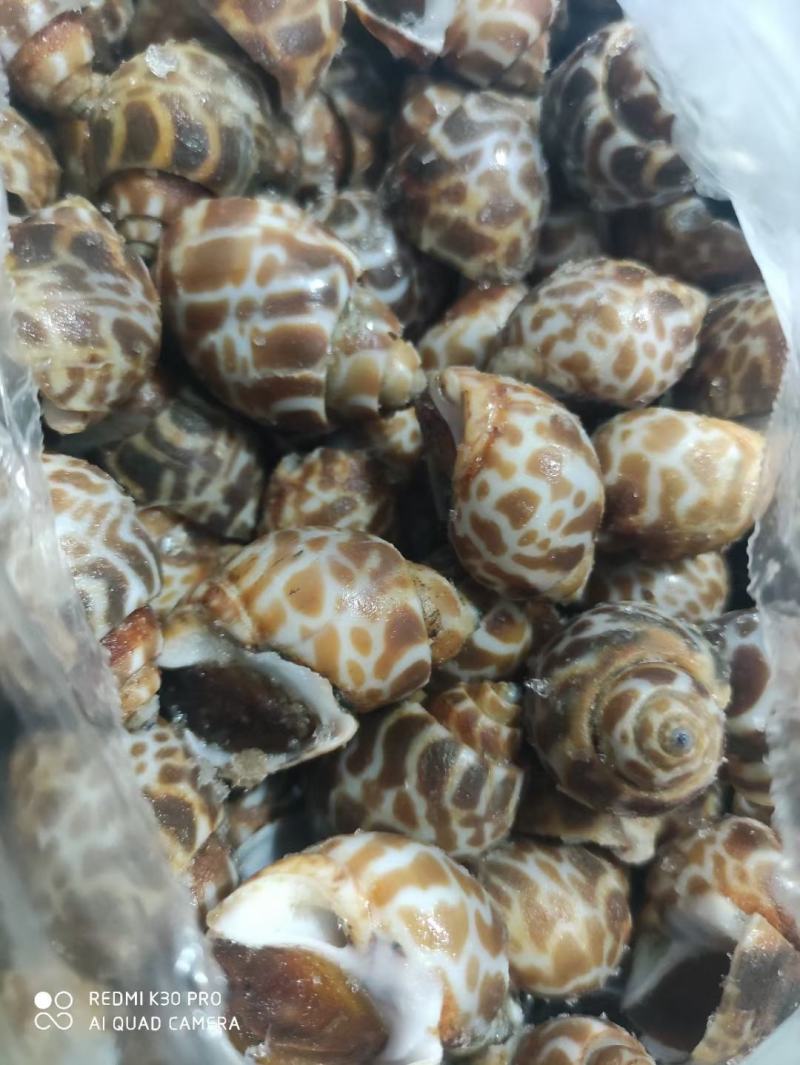 花螺，长尾香螺，无沙无嗅，适合烧烤档，餐厅，酒店，团购