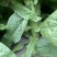 三青莴苣莴笋
