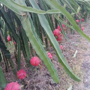 红心火龙果盆栽自花授粉带根带枝