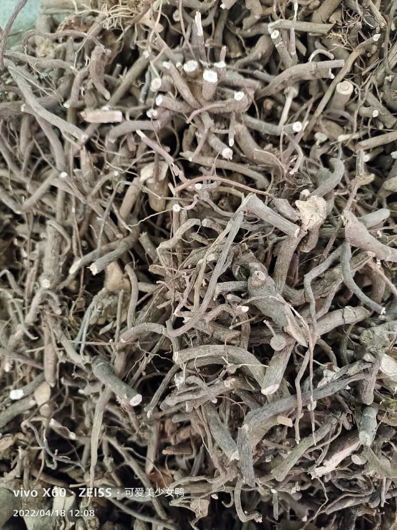 中药材小罗伞～货源充足～