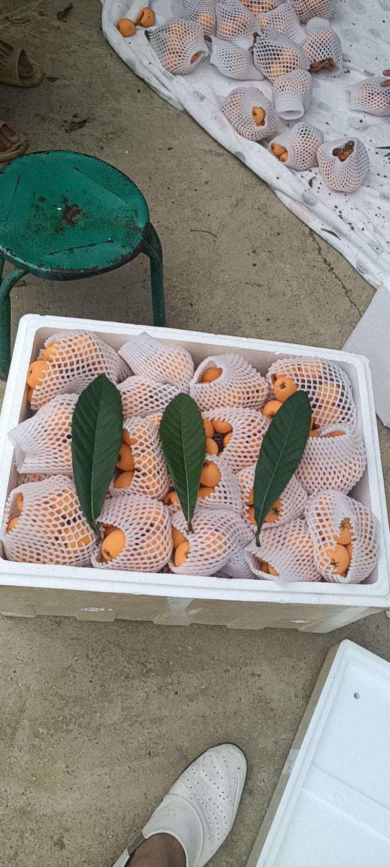 枇杷