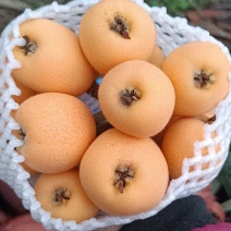 枇杷