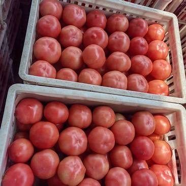 西红柿精品西红柿大量上市货源充足诚信经营欢迎采购