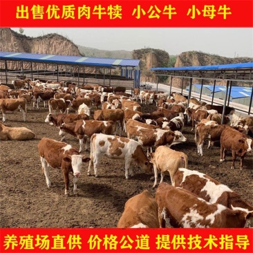 牛犊，杂交西门塔尔牛犊，规格品种齐全，质量保证全国发货