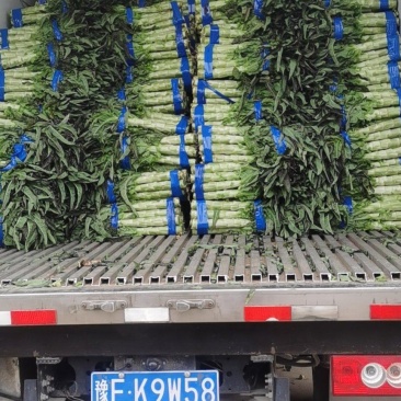 河南新野县精品蔬菜红叶窝笋现货大量上市质量好价格优