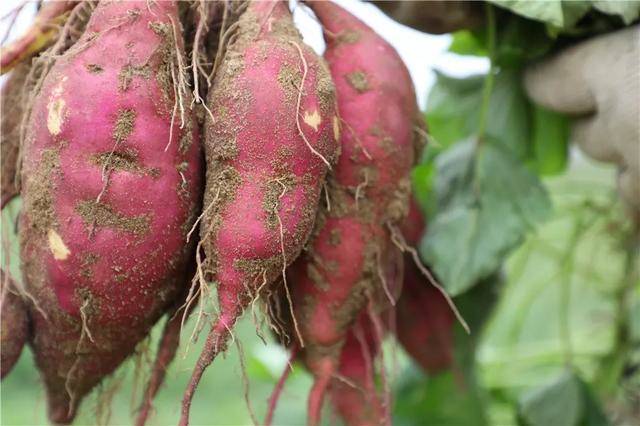 红薯表皮上长出绿色小芽,背景为厨房环境 红薯发芽特写