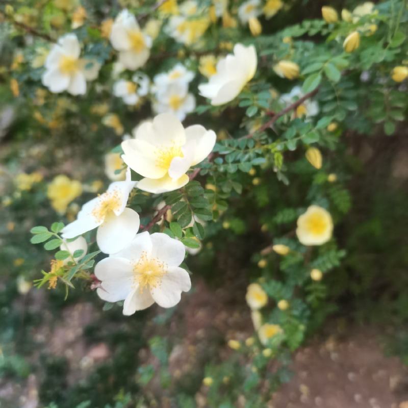 冬青草坪草种花种播种技术指导