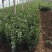冬青草坪草种花种播种技术指导