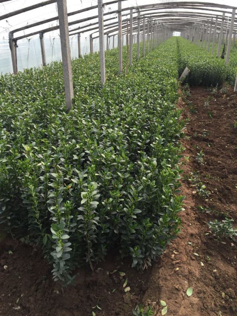冬青草坪草种花种播种技术指导