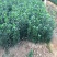 冬青草坪草种花种播种技术指导