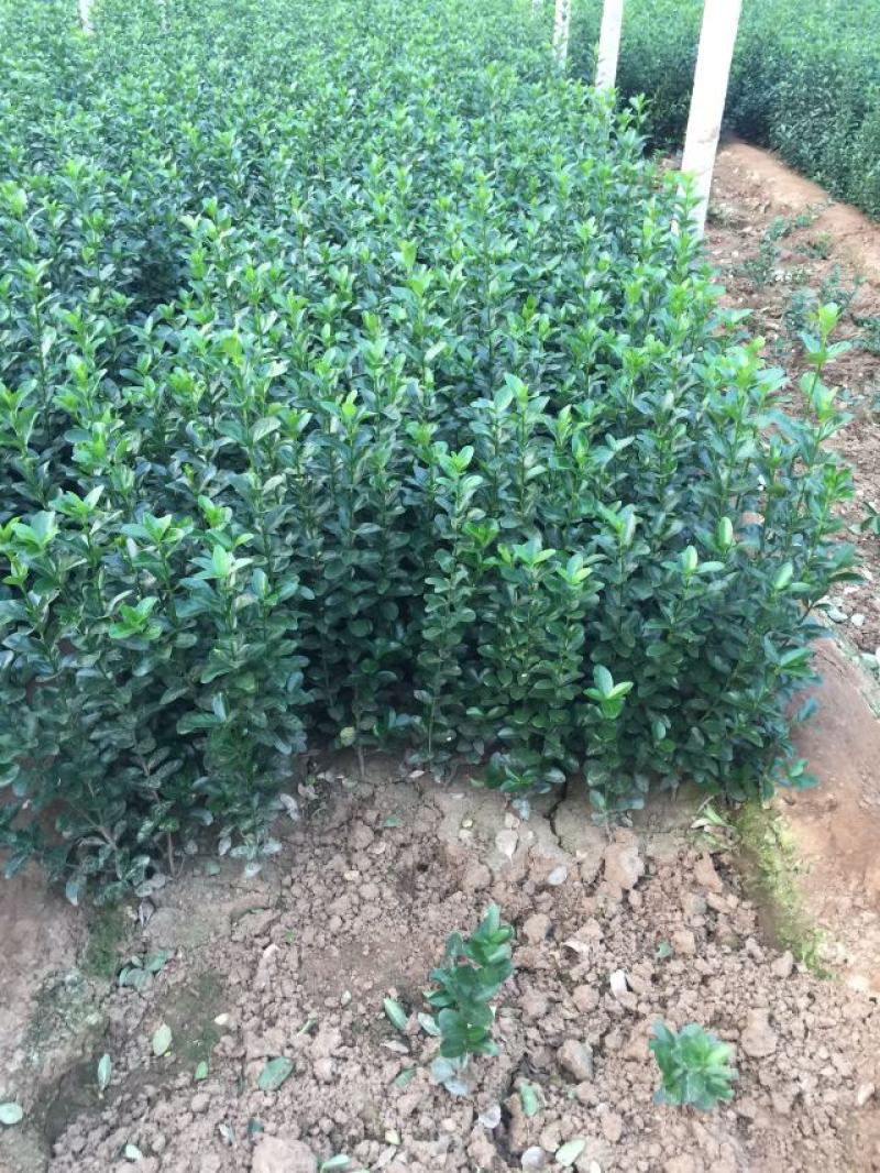 冬青草坪草种花种播种技术指导