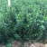 冬青草坪草种花种播种技术指导