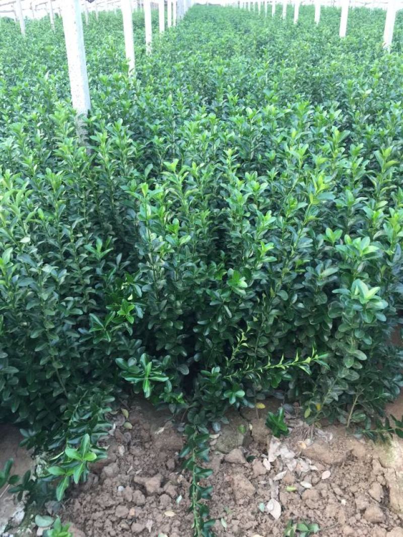 冬青草坪草种花种播种技术指导