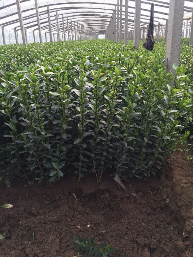 冬青草坪草种花种播种技术指导