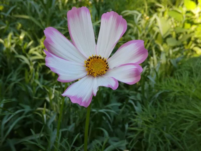 冬青草坪草种花种播种技术指导