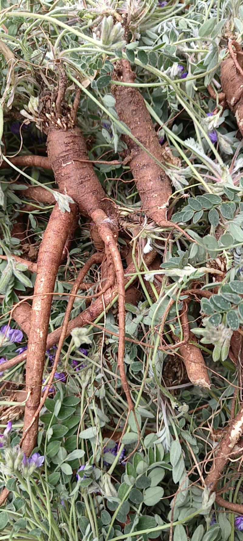 药用紫花地丁，产地直发，沂蒙山山区里的野生紫花地丁